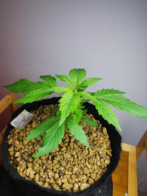 Big Demon auto / FC-E4800 / 90x60x140. Week 4