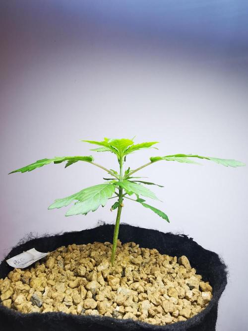 Big Demon auto / FC-E4800 / 90x60x140. Week 4