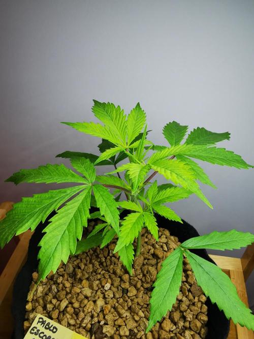 Pablo Escobar auto / FC-E4800 /90x60x140. Week 4
