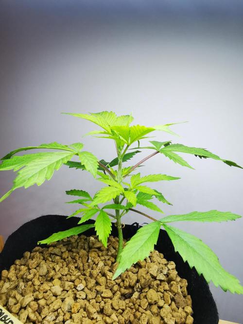 Pablo Escobar auto / FC-E4800 /90x60x140. Week 4