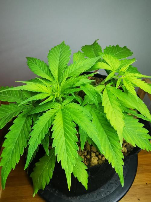Devil XL auto / FC-E4800 / 90x60x140. Week 4