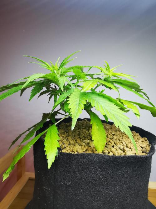 Devil XL auto / FC-E4800 / 90x60x140. Week 4