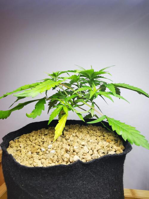 Devil XL auto / FC-E4800 / 90x60x140. Week 4