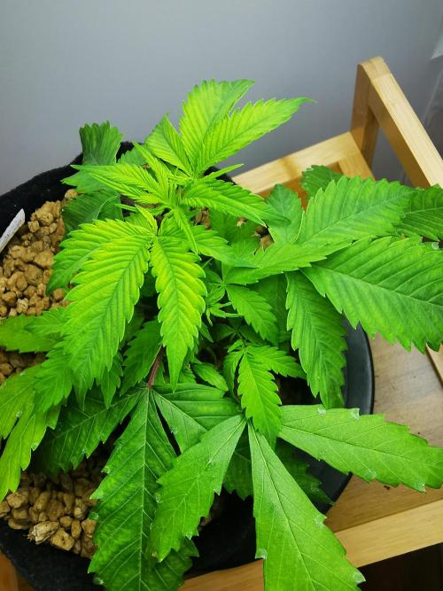 Moon Rock auto / 90x60x140 / FC-E4800. Week 4