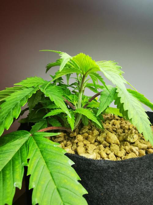 Moon Rock auto / 90x60x140 / FC-E4800. Week 4