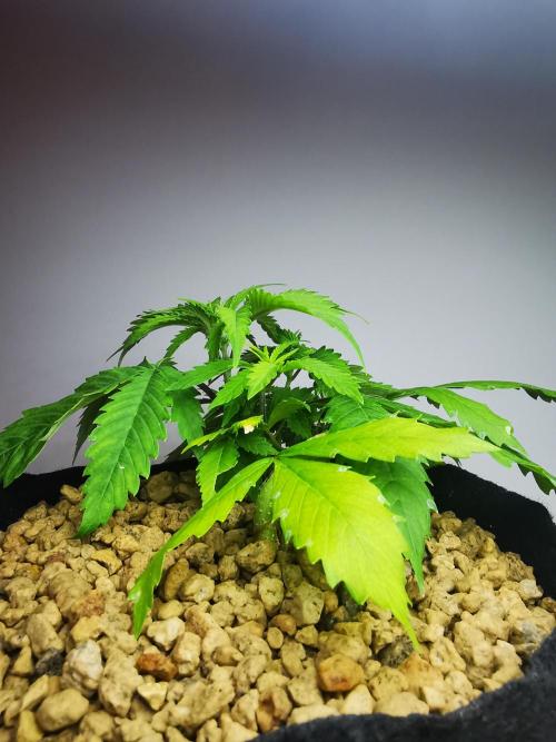 Moon Rock auto / 90x60x140 / FC-E4800. Week 4