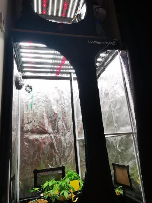 Moon Rock auto / 90x60x140 / FC-E4800. Week 4