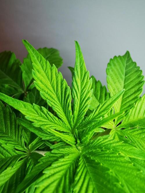 Northern Light auto/ FC-E4800/ 90x60x140. Week 4