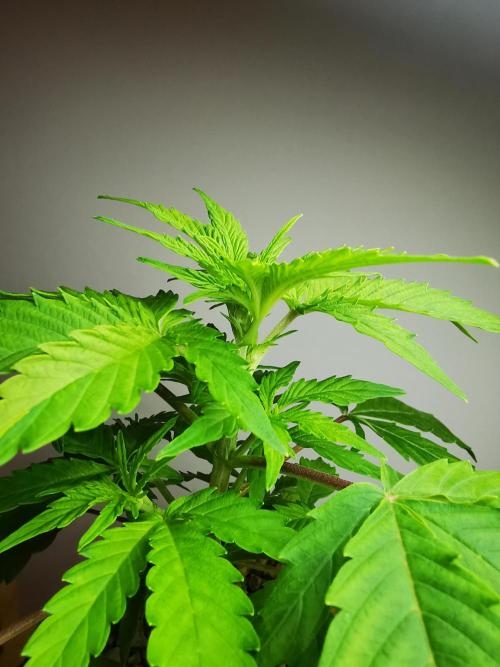 Northern Light auto/ FC-E4800/ 90x60x140. Week 4