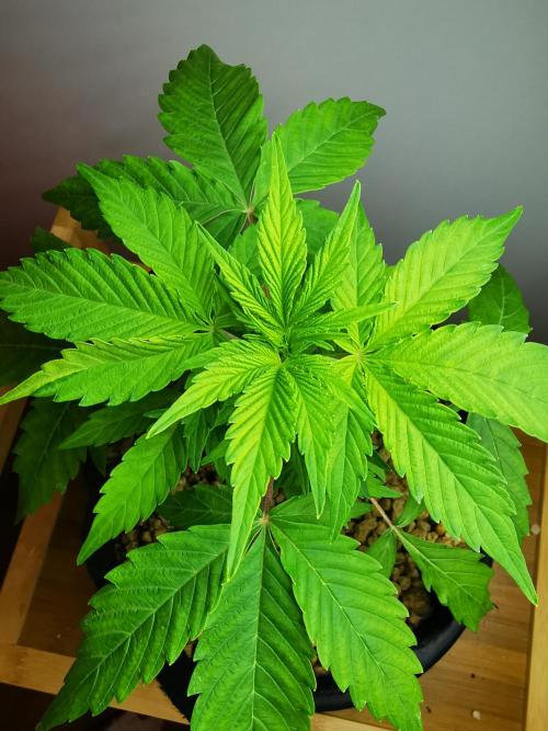 Northern Light auto/ FC-E4800/ 90x60x140. Week 4