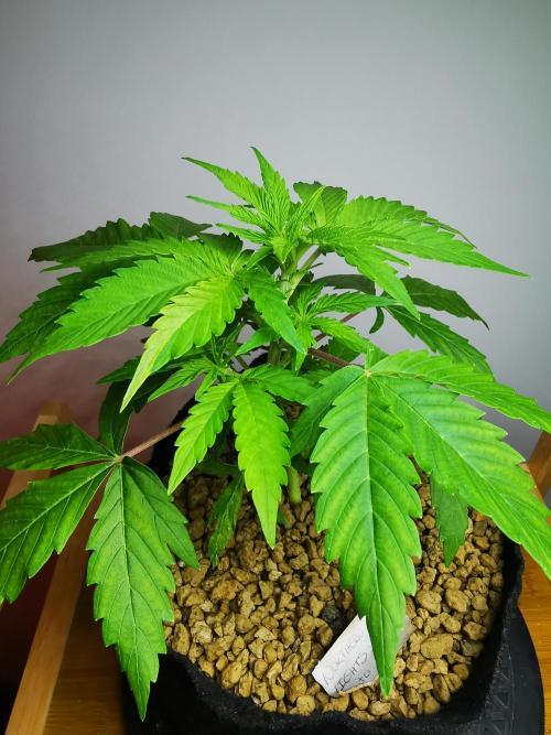 Northern Light auto/ FC-E4800/ 90x60x140. Week 4