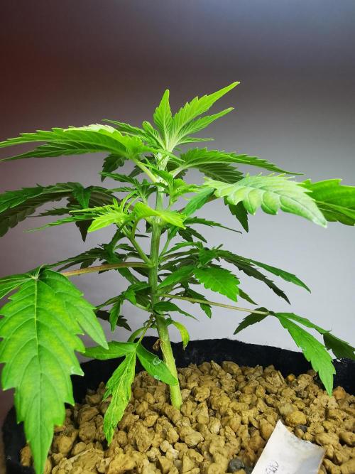 Northern Light auto/ FC-E4800/ 90x60x140. Week 4