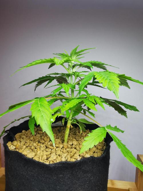 Northern Light auto/ FC-E4800/ 90x60x140. Week 4