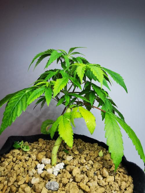 Fractal auto / FC-E4800 / 90x60x140. Week 4