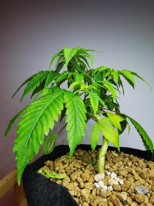 Fractal auto / FC-E4800 / 90x60x140. Week 4