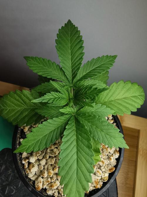 Tropical Spritzer 1 /FC-E4800 /90x60x140. Week 2