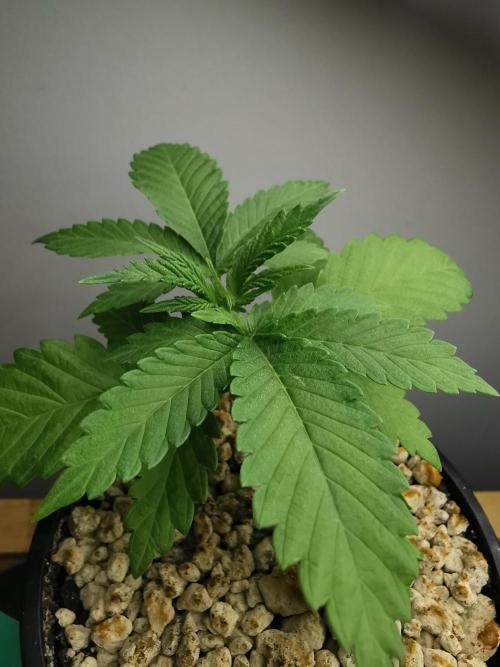 Tropical Spritzer 1 /FC-E4800 /90x60x140. Week 2