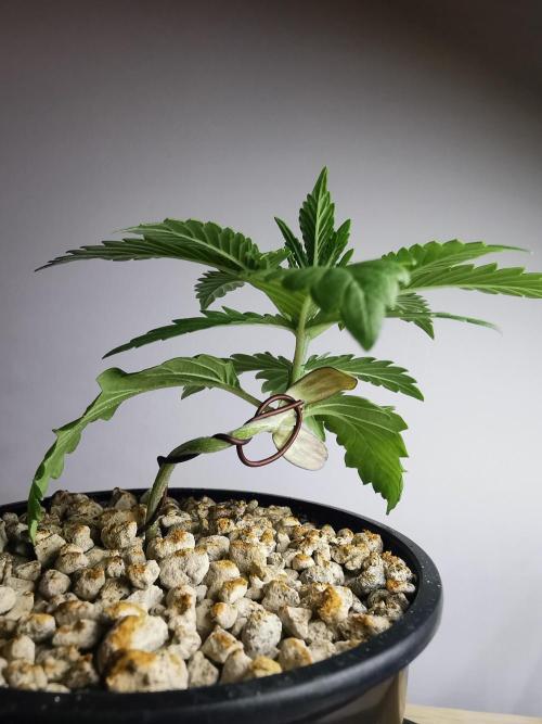 Tropical Spritzer 1 /FC-E4800 /90x60x140. Week 2