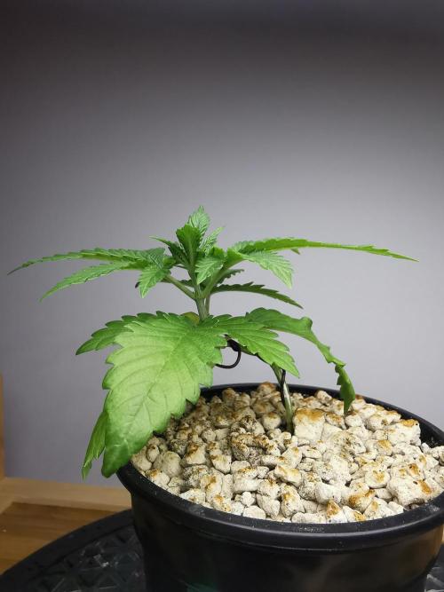 Tropical Spritzer 1 /FC-E4800 /90x60x140. Week 2