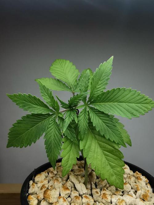 Frappe Late Z  2 / FC-E4800 / 90x60x140. Week 2