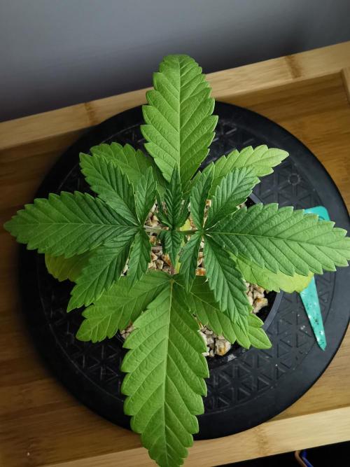 Frappe Late Z  3 / FC-E4800 /90x60x140. Week 2