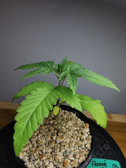 Frappe Late Z  3 / FC-E4800 /90x60x140. Week 2