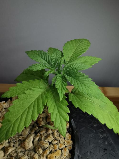 Frappe Late Z  4 / FC-E4800 / 90x60x140. Week 2