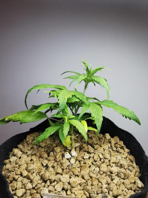 Apple Betty auto / FC-E4800 / 90x60x140. Week 5