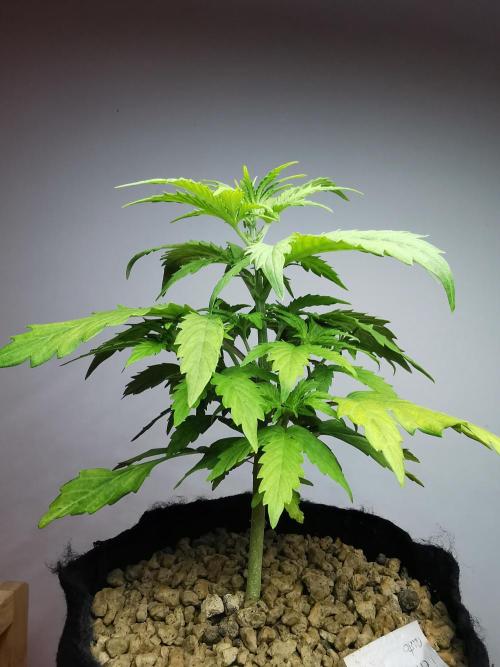 Big Demon auto / FC-E4800 / 90x60x140. Week 5