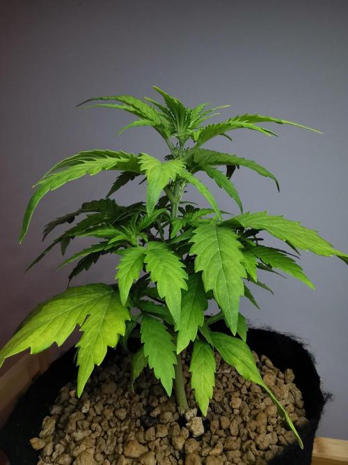 Big Demon auto / FC-E4800 / 90x60x140. Week 5