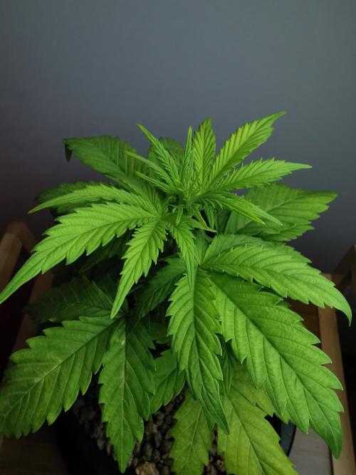 Big Demon auto / FC-E4800 / 90x60x140. Week 5