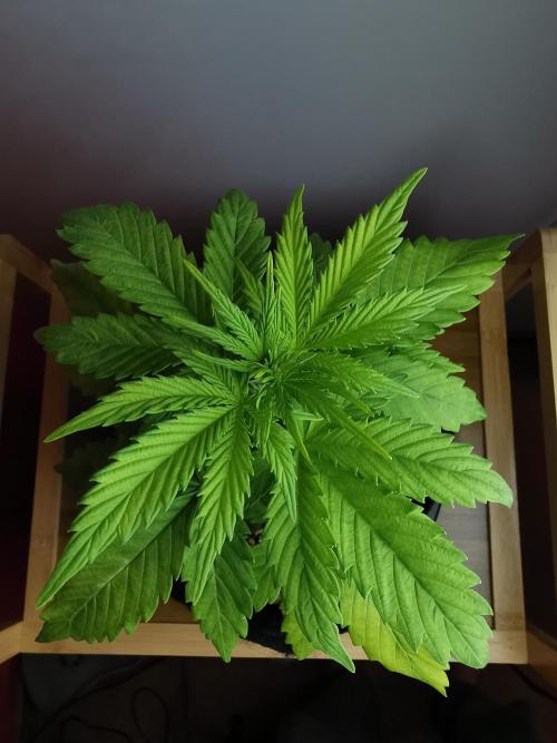 Big Demon auto / FC-E4800 / 90x60x140. Week 5