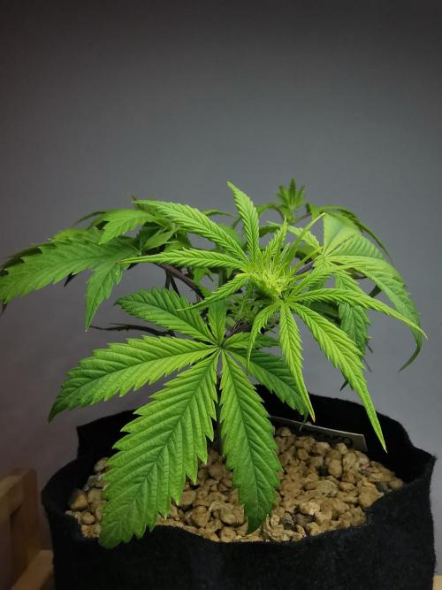 Pablo Escobar auto / FC-E4800 /90x60x140. Week 5