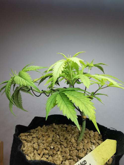 Pablo Escobar auto / FC-E4800 /90x60x140. Week 5