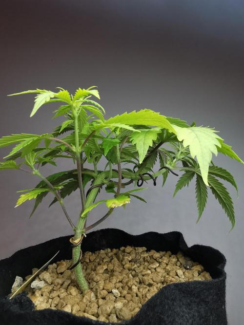 Pablo Escobar auto / FC-E4800 /90x60x140. Week 5