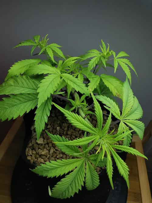 Pablo Escobar auto / FC-E4800 /90x60x140. Week 5