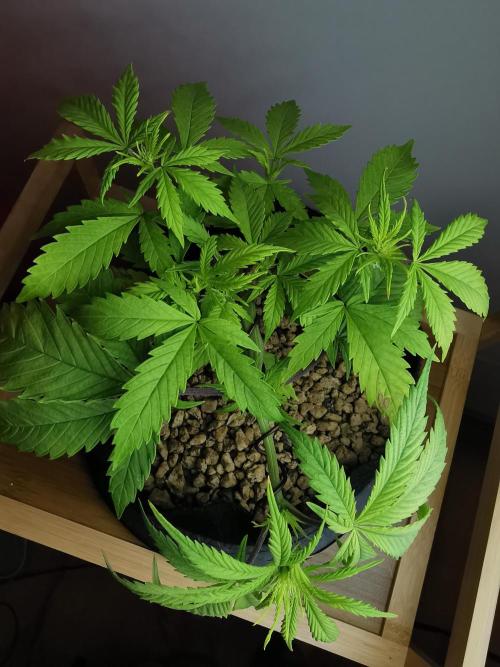 Pablo Escobar auto / FC-E4800 /90x60x140. Week 5