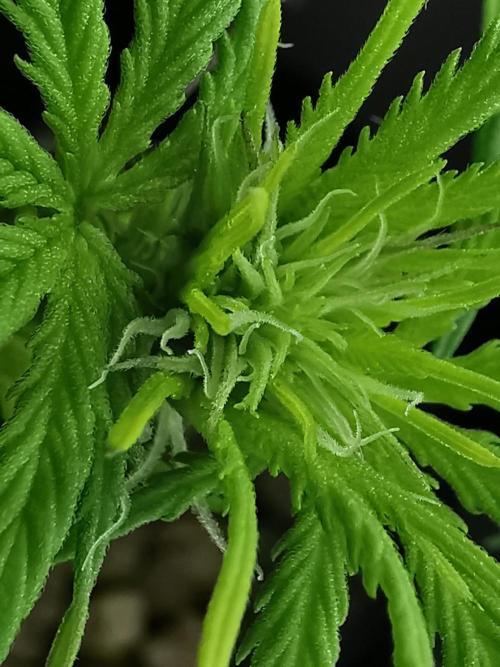 Pablo Escobar auto / FC-E4800 /90x60x140. Week 5