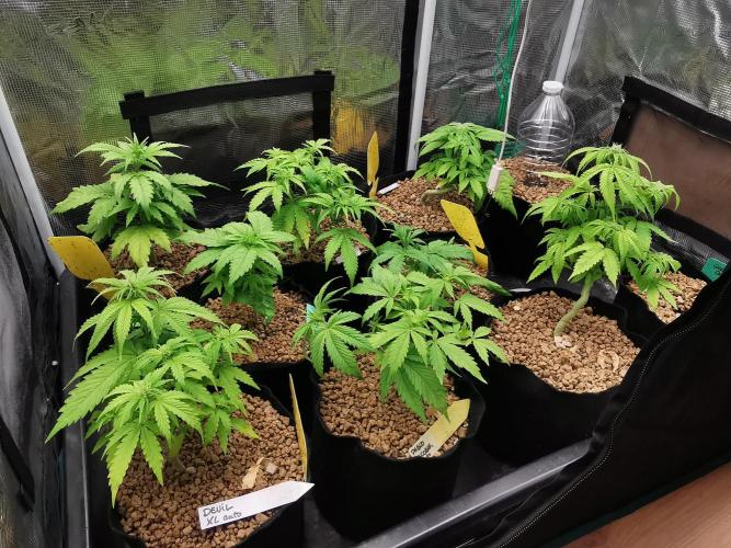 Pablo Escobar auto / FC-E4800 /90x60x140. Week 5