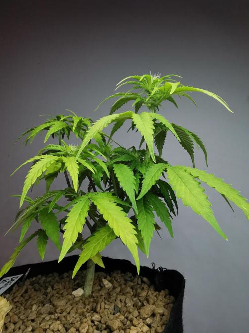 Devil XL auto / FC-E4800 / 90x60x140. Week 5