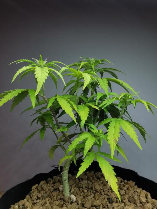 Devil XL auto / FC-E4800 / 90x60x140. Week 5