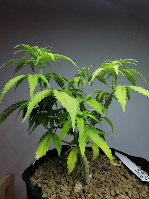 Devil XL auto / FC-E4800 / 90x60x140. Week 5