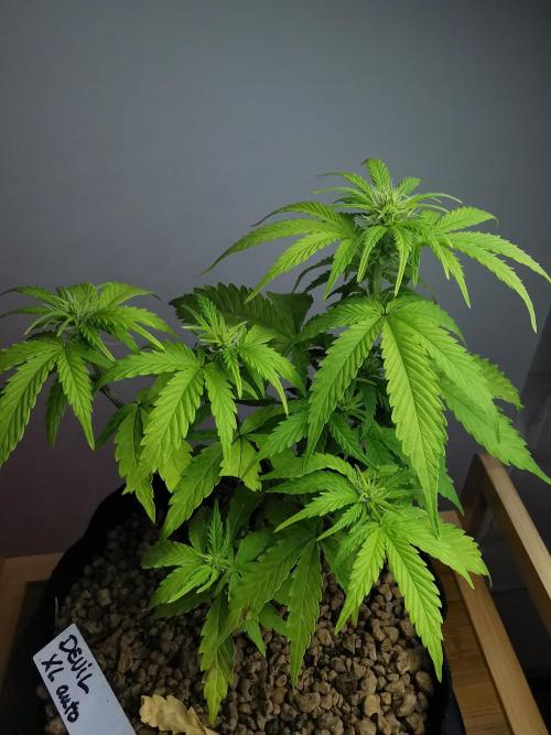 Devil XL auto / FC-E4800 / 90x60x140. Week 5