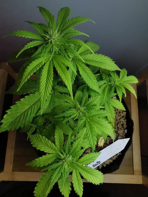 Devil XL auto / FC-E4800 / 90x60x140. Week 5