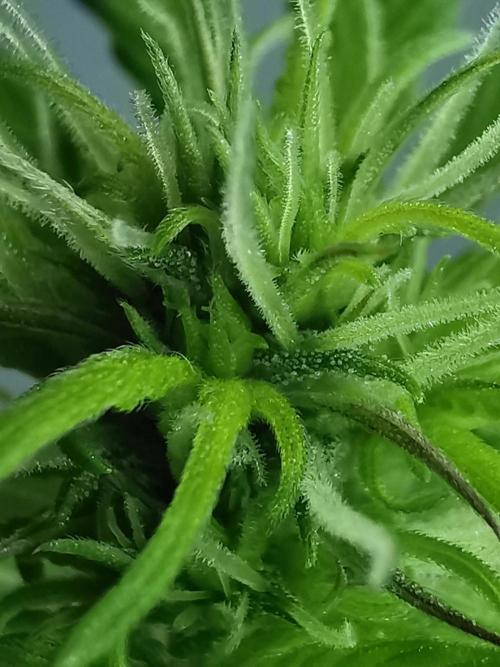 Devil XL auto / FC-E4800 / 90x60x140. Week 5