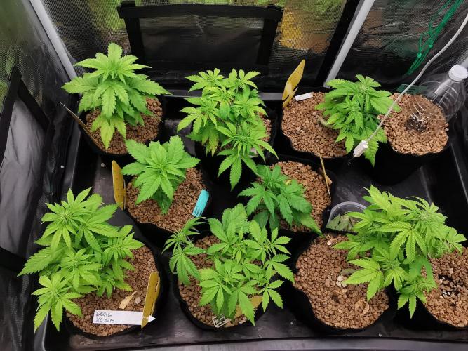 Devil XL auto / FC-E4800 / 90x60x140. Week 5