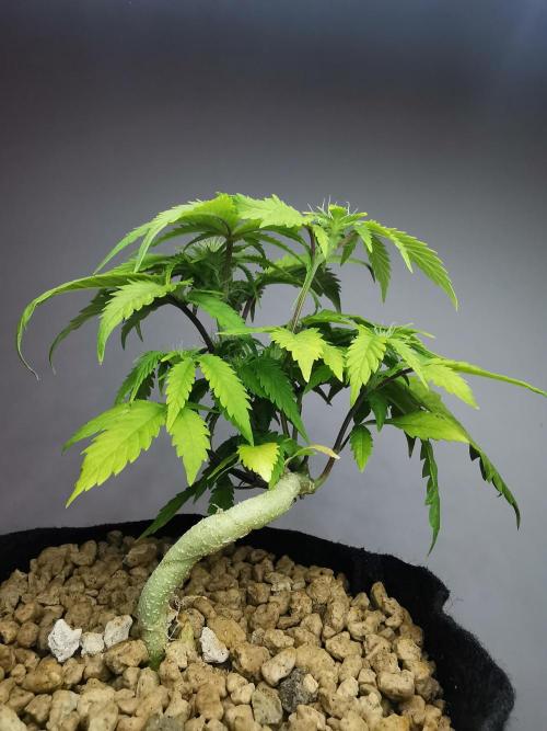 Moon Rock auto / 90x60x140 / FC-E4800. Week 5