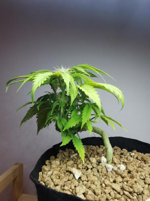 Moon Rock auto / 90x60x140 / FC-E4800. Week 5