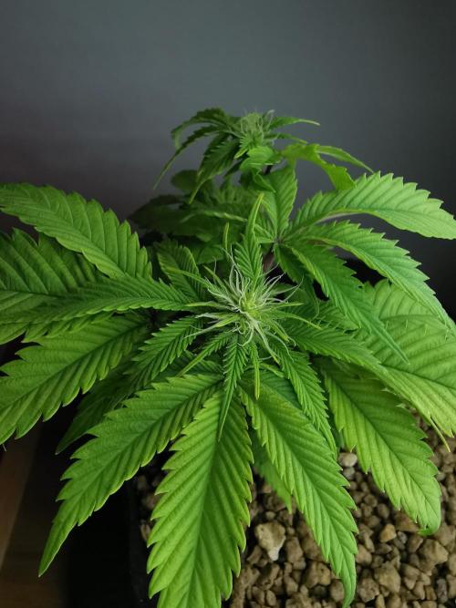 Moon Rock auto / 90x60x140 / FC-E4800. Week 5
