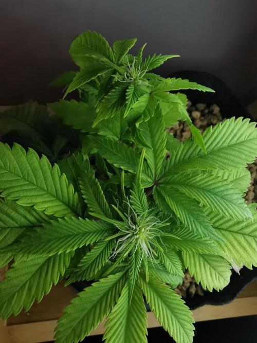 Moon Rock auto / 90x60x140 / FC-E4800. Week 5